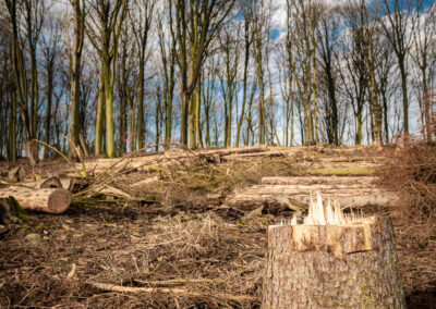 New deforestation law adds supply chain pressure